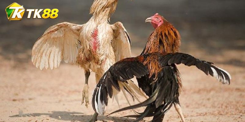 Đá Gà Ganoi Việt đặt trọng tâm vào thế đòn áp sát gần