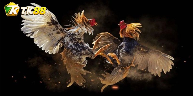 Bốn lớp diễn biến làm cửa cược thay đổi liên tục rõ