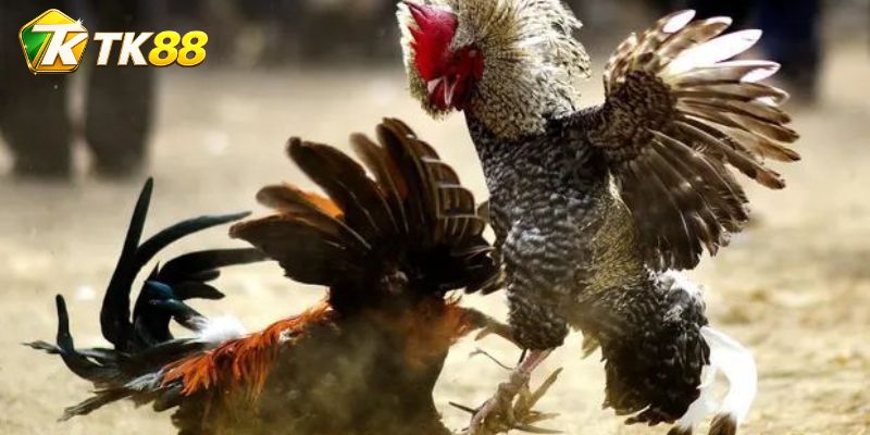 Khả năng đổi góc làm thế trận và tỷ lệ biến động mạnh